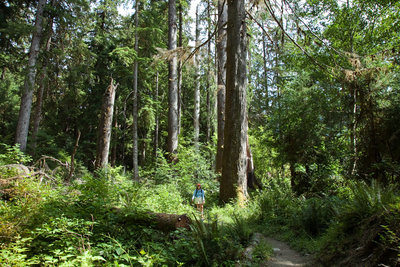 Hoh River Trail