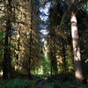 Hoh River Trail ferny goodness