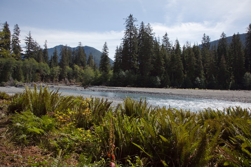 Hoh River Trail typical scenery