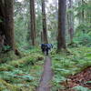 Backpackers along the trail