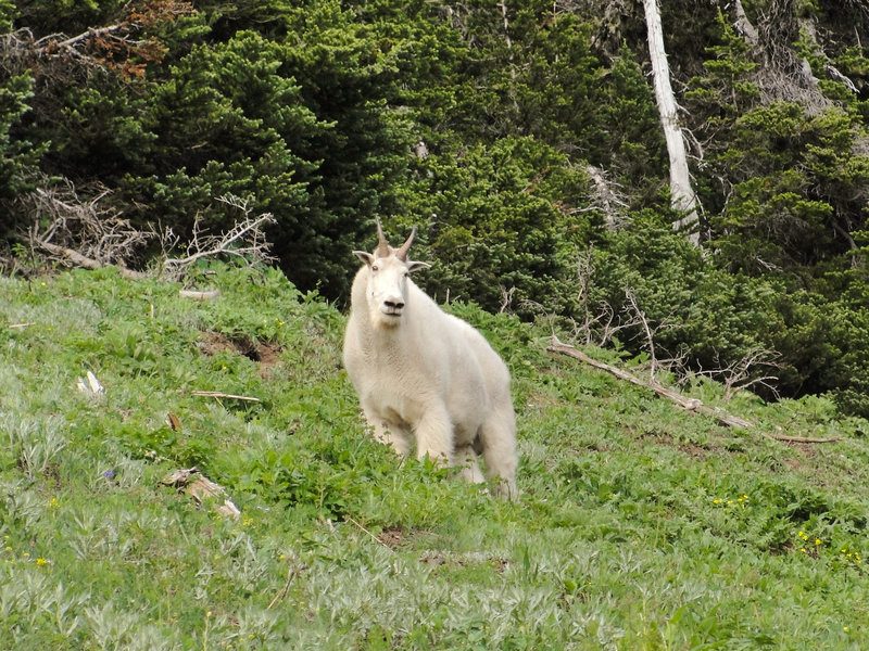 Mountain goat (Oreamnos americanus) on Switchback Trail to Klahhane Ridge