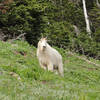 Mountain goat (Oreamnos americanus) on Switchback Trail to Klahhane Ridge
