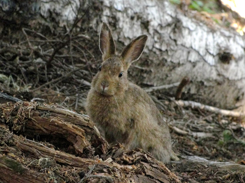 Snowshoe hare (Lepus americanus) on the High Ridge Nature Trail