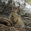 Snowshoe hare (Lepus americanus) on the High Ridge Nature Trail