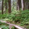 The Trail to Sol Duc Falls