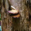 Fungus among us on the Sol Duc Falls Nature Trail