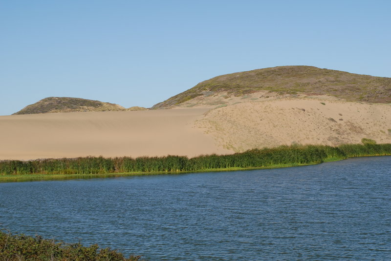 Sand dunes adjacent to Abbotts Lagoon