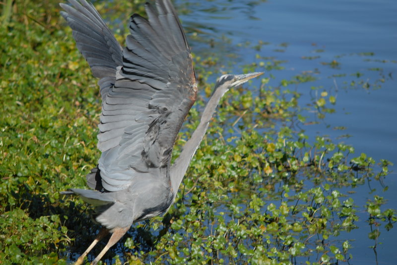 Blue Heron near Abbotts Lagoon