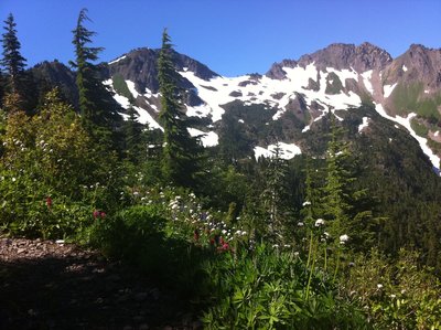 Wildflowers blooming along the Appleton Pass Trail