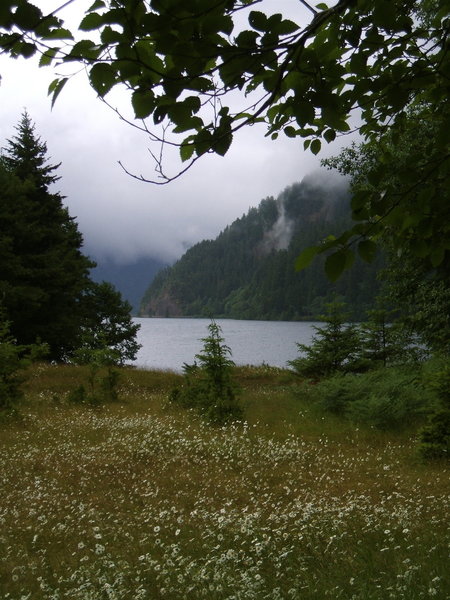 Meadow flowers by Lake Crescent