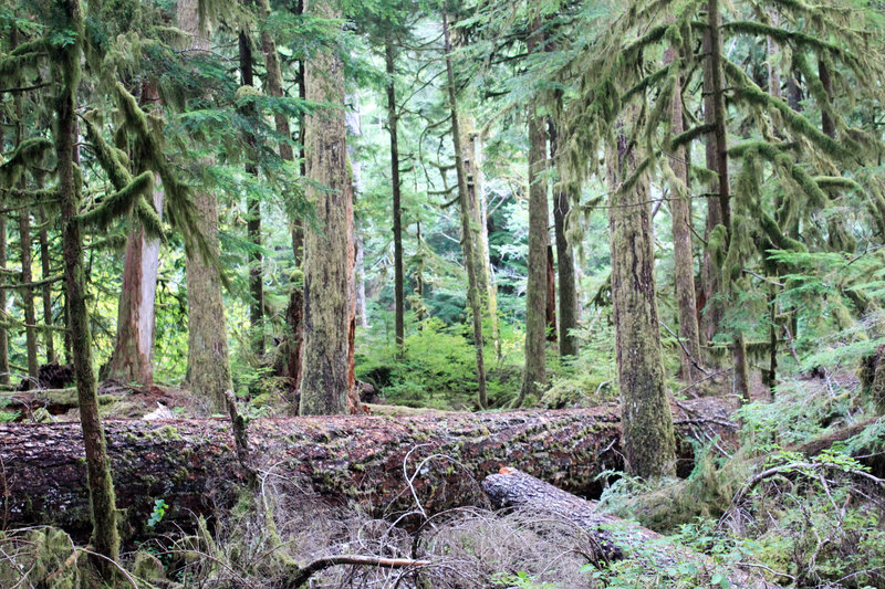 Typical forest along the Aurora Ridge Trail