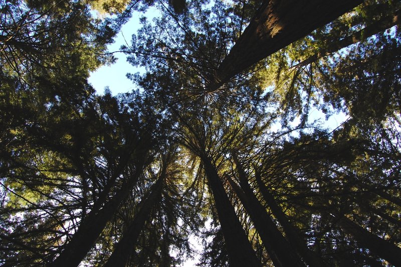 Typical Bolinas Ridge Trail canopy