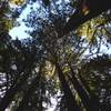 Typical Bolinas Ridge Trail canopy