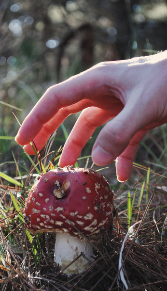 Mushroom picking - probably shouldn't!