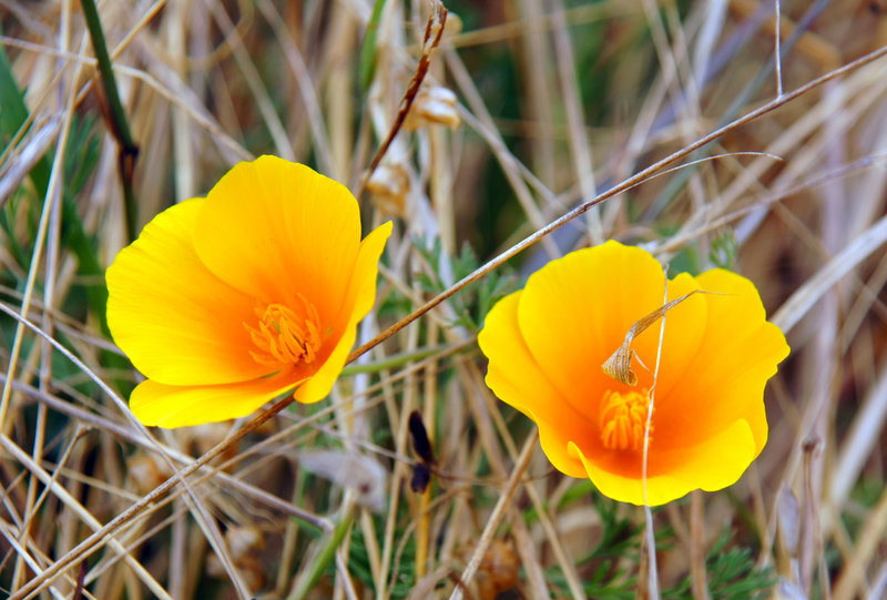 California popies on the Earthquake Trail