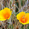 California popies on the Earthquake Trail