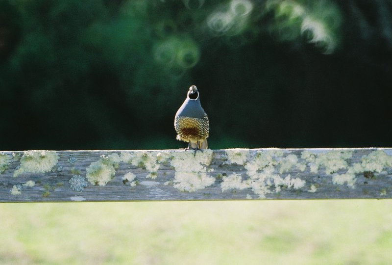 California Quail