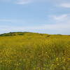 Vast wildflower fields along the Coast Trail - North