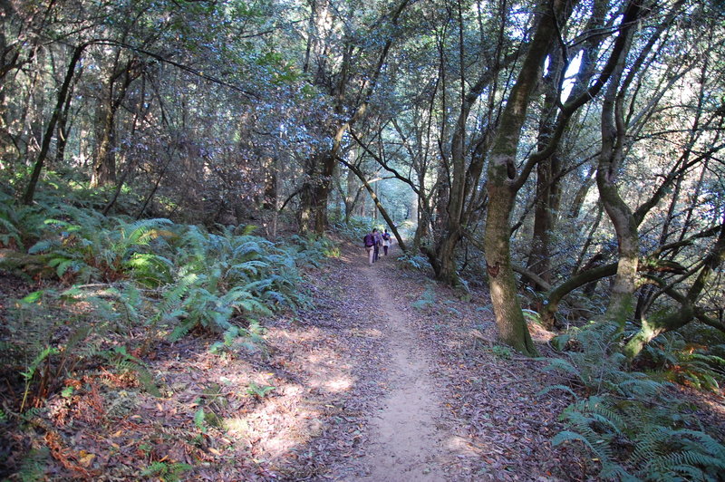 Typical vegetation along the Fire Lane Trail