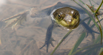 Beaver Pond
