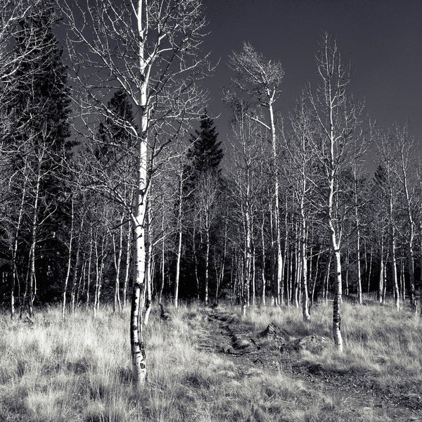 Aspens in b/w.