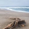 Dead whale carcass