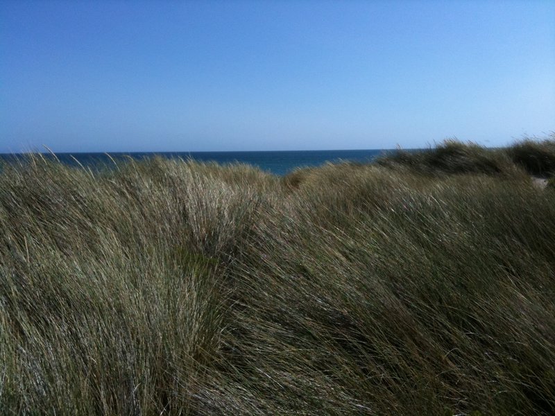 Grass next to Limantour Spit