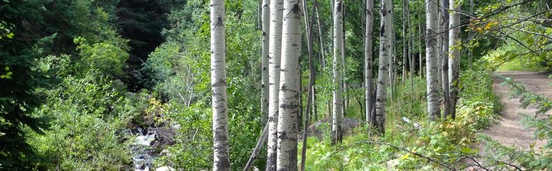 Nice part of the trail paralleling Beaver Creek