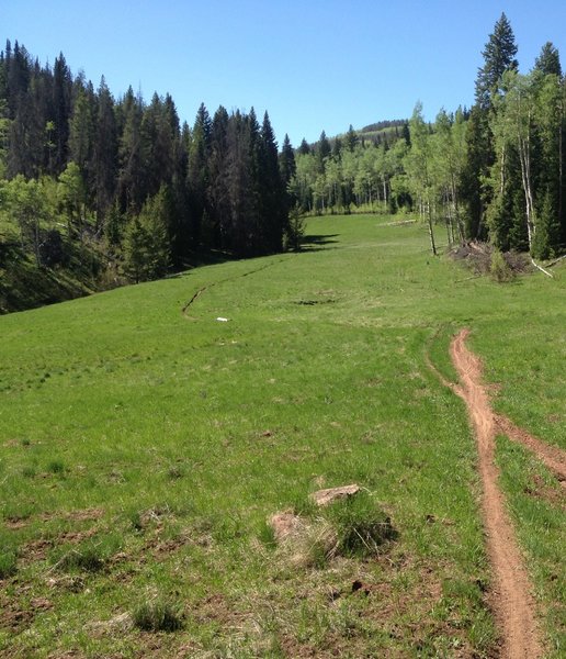 Looks like an old ski run... but it's just a beautiful alpine meadow