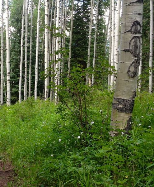 Starting the plunge through some big aspens