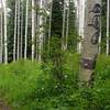 Starting the plunge through some big aspens