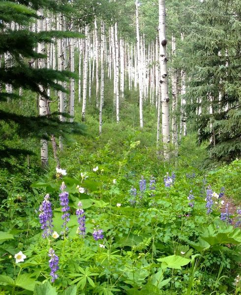 Awesome wildflowers and aspens on Paulies Plunge