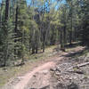 Nice little valley with aspen and Douglas fir, just before the going gets a bit tougher on the Little Gnarly Trail