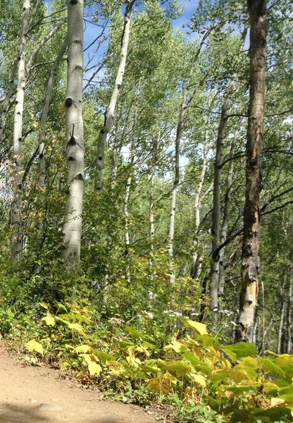 Wide, easy trail through the aspens