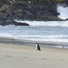 Yellow-eyed Penguin on Boulder Beach