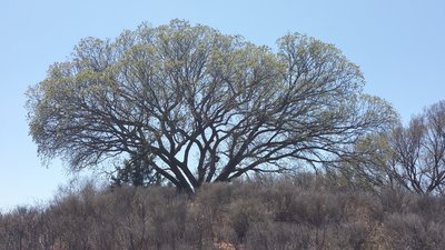 Awesome old trees all around the Owl Cove Recreation Area