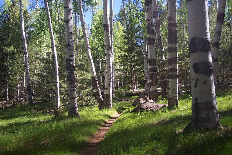 Burly aspen near Aspen Corner.