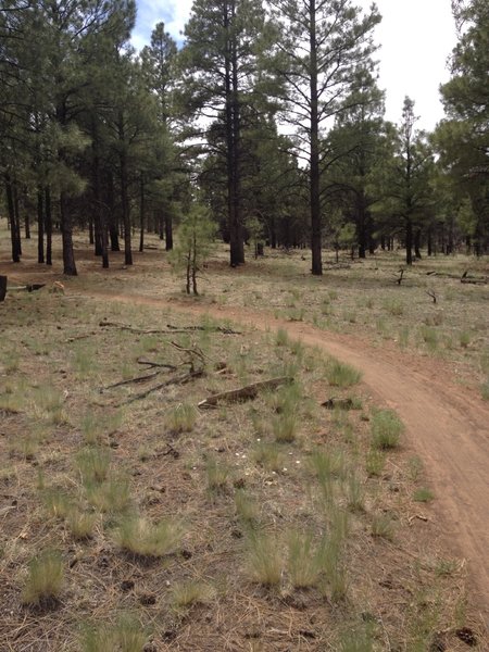 Flat, slightly sandy and through pretty forest on the Campbell Mesa Trail