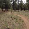 Flat, slightly sandy and through pretty forest on the Campbell Mesa Trail