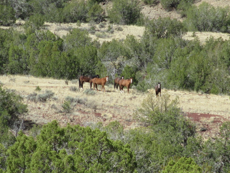 Wild horses on the trail!