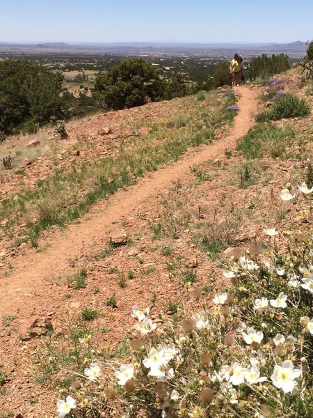 Views and wildflowers on the Arroyo Hondo Trail.