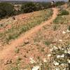 Views and wildflowers on the Arroyo Hondo Trail.