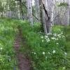 Hundreds of thriving columbine flowers at the bottom of the Buttermilk Bowls trail