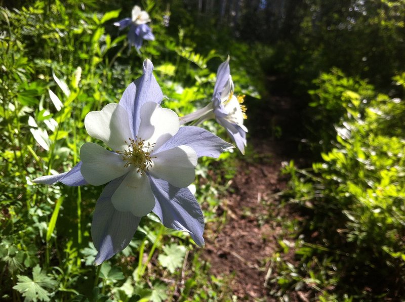 Columbine flower along the Anaerobic Nightmare trail
