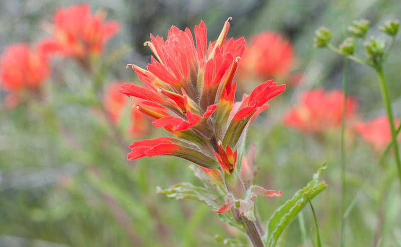 Paintbrush on the Hot Shot Trail