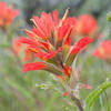 Paintbrush on the Hot Shot Trail