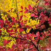 Fall in Susanville on the Canyon Trail