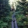 A long wooden bridge crossing what appears to be a boggy section of Sommets Trail.