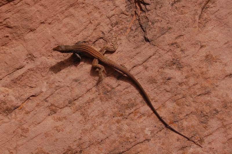 Reptilian desert wildlife on Grandstaff Trail.