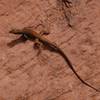 Reptilian desert wildlife on Grandstaff Trail.